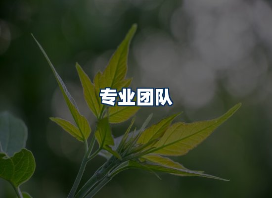 专业团队